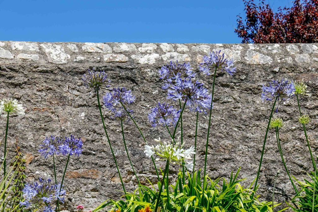 Le jardin de l&rsquo;hôtel, agapanthes et mur de pierre