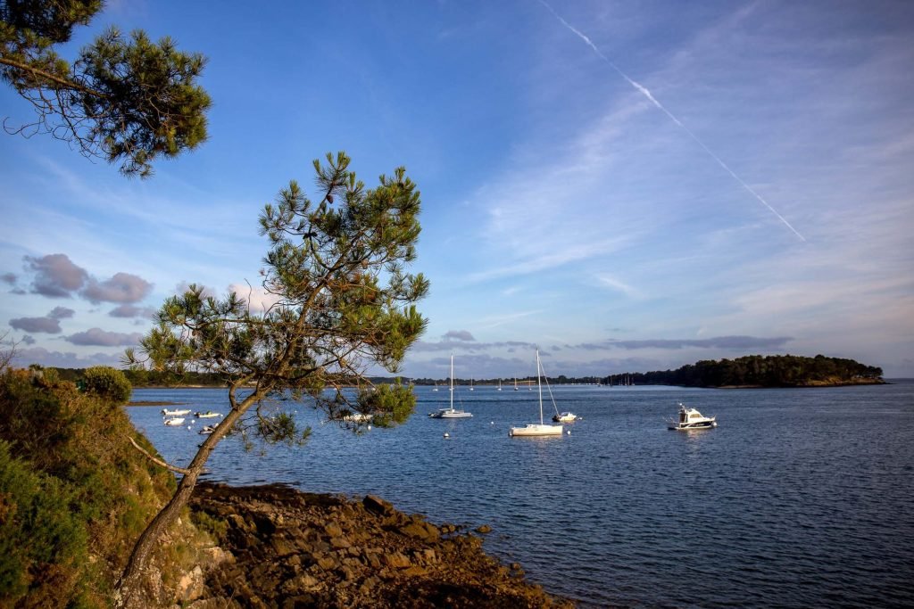 Île de Gavrinis, pins et rochers
