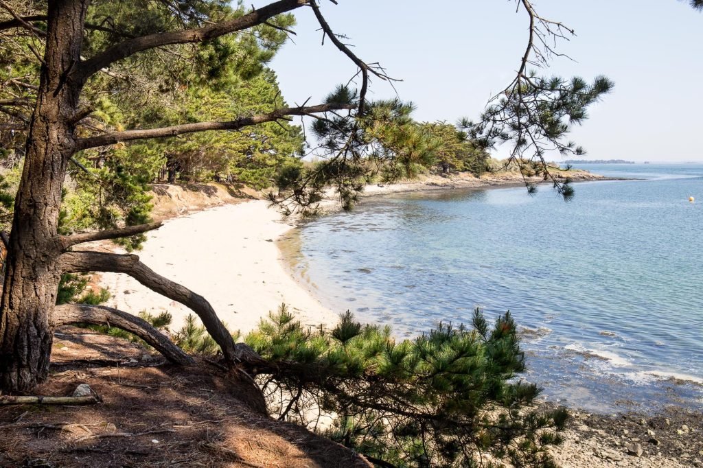 Plage de sable et pins au bord du Golfe